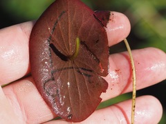 Polypedilum braseniae