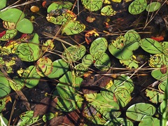 Polypedilum braseniae