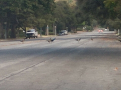 Pavo cristatus