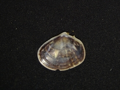 Heterodonax pacificus