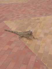 Iguana iguana