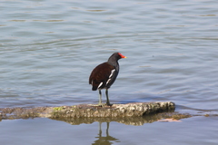 Gallinula galeata cachinnans