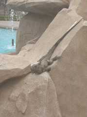 Iguana iguana