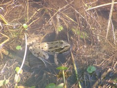 Lithobates kauffeldi
