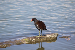 Gallinula galeata cachinnans