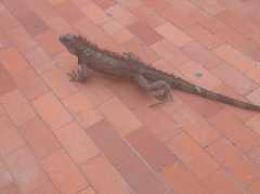Iguana iguana