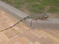 Iguana iguana