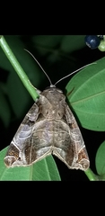 Calyptis semicuprea