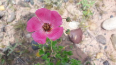 Lecanophora