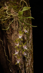 Sarcochilus australis