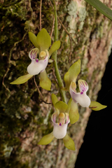 Sarcochilus australis