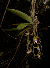 Sarcochilus australis