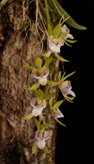 Sarcochilus australis