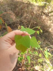 Homalanthus stillingiifolius