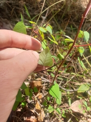 Homalanthus stillingiifolius