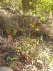 Homalanthus stillingiifolius