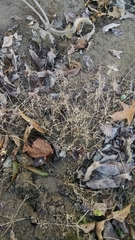 Eragrostis hypnoides