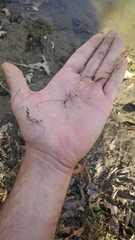 Eragrostis hypnoides