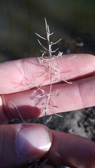 Eragrostis hypnoides