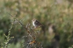 Rhopospina alaudina