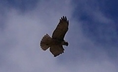 Geranoaetus polyosoma