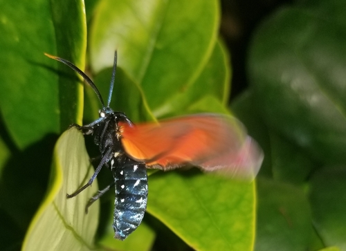 Spotted Oleander Moth photo 5