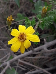 Tagetes zypaquirensis