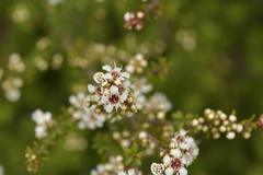 Kunzea tenuicaulis