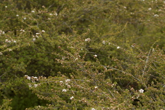 Kunzea tenuicaulis