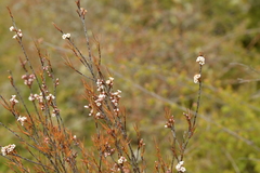 Dracophyllum subulatum
