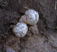 Agaricus deserticola