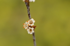 Dracophyllum subulatum