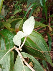 Sabicea brasiliensis