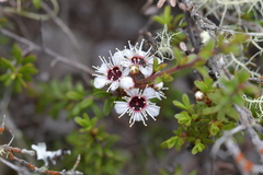 Kunzea tenuicaulis