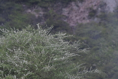 Kunzea tenuicaulis