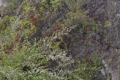Kunzea tenuicaulis