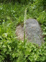 Platanthera dilatata leucostachys