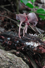 Trogia cantharelloides