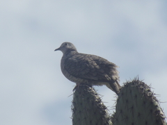 Columbina inca