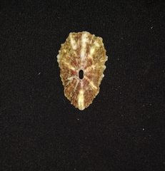 Fissurella microtrema