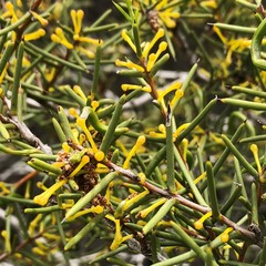Acacia nyssophylla