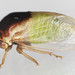 Micrutalis dorsalis - Photo (c) solomon v. hendrix, some rights reserved (CC BY-NC), uploaded by solomon v. hendrix