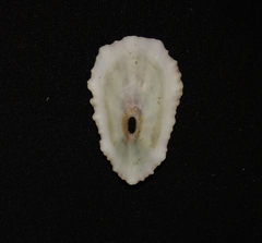 Fissurella microtrema