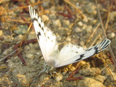 Tatochila mercedis mercedis