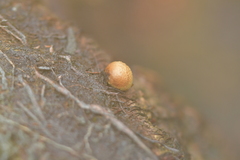 Pisolithus thermaeus