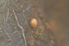 Pisolithus thermaeus