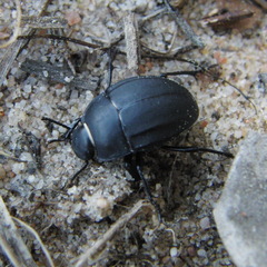 Erodius tibialis