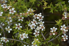 Kunzea tenuicaulis