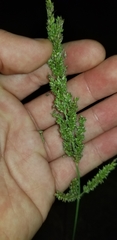 Echinochloa crus-galli