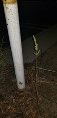 Echinochloa crus-galli